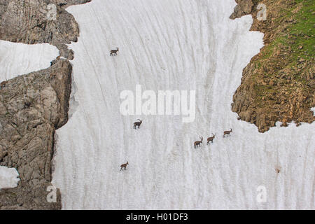 Stambecco delle Alpi (Capra ibex, Capra ibex ibex), stambecchi attraversare un ripido vecchio campo di neve , svizzera, Alpstein, Saentis Foto Stock