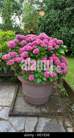 Giardino hydrangea, cappuccio in pizzo ortensia (Hydrangea macrophylla), rosa fioritura hydrangea in un contenitore, Germania Foto Stock