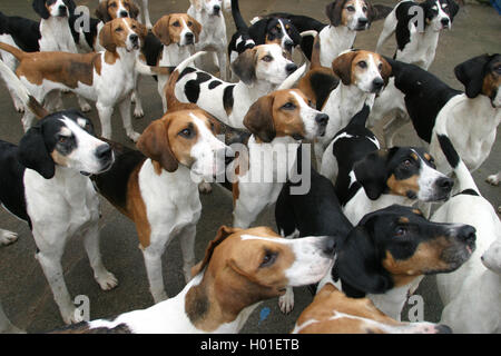 Il Blencathra Foxhounds chiamato anche John Peel Hunt, a loro cucce in Threlkeld nel Lake District inglese. Foto Stock