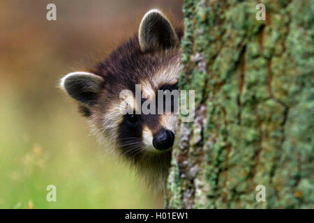 Procione comune (Procione lotor), giovani raccoon guardando fuori dietro ad un albero, ritratto, Germania Foto Stock