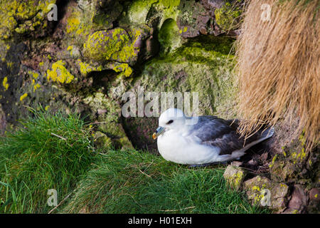 Northern fulmar (Fulmarus glacialis), si siede sul suo nido, Regno Unito, Scozia Foto Stock
