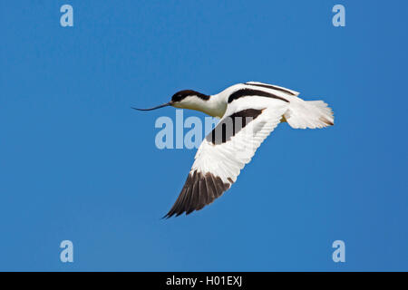 Pied avocet (Recurvirostra avosetta), in volo al cielo blu, vista laterale, Germania Foto Stock