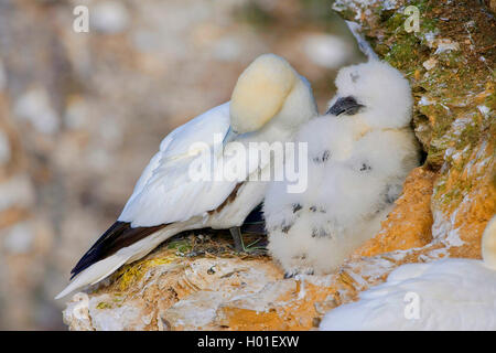 Northern gannet (Sula bassana, Morus bassanus), al loro luogo di allevamento, Regno Unito, Scozia Foto Stock