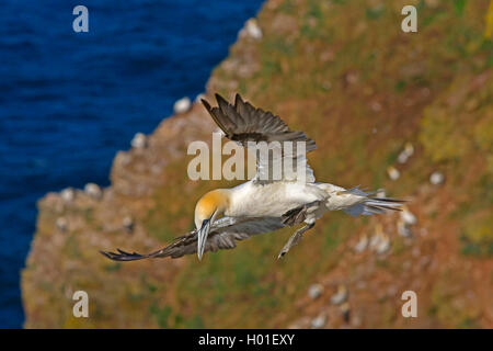 Northern gannet (Sula bassana, Morus bassanus), avvicinando, Regno Unito, Scozia Foto Stock