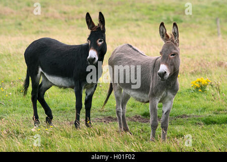 Asino domestico (Equus asinus asinus), due asini in piedi insieme su un pascolo, Irlanda Foto Stock