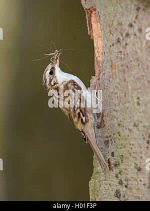 Rampichino alpestre comune (Certhia familiaris), in corrispondenza di un foro di nesting con un insetto in bolletta, vista laterale, Germania Foto Stock