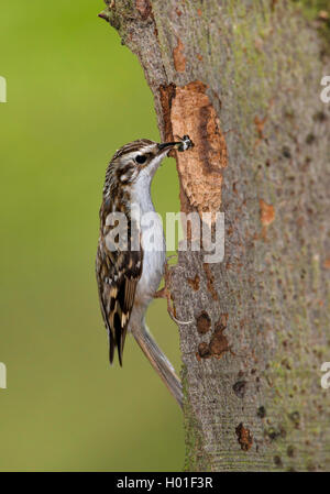 Rampichino alpestre comune (Certhia familiaris), in corrispondenza di un foro di nesting con un insetto in bolletta, vista laterale, Germania Foto Stock