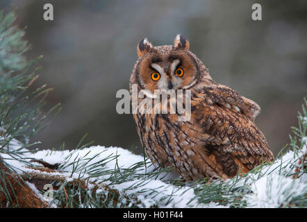 Gufo comune (Asio otus), seduto su un snow-capped ramo di conifere, in Germania, in Baviera Foto Stock