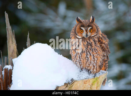 Gufo comune (Asio otus), seduta su una coperta di neve ceppo di albero, in Germania, in Baviera Foto Stock