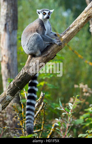 Anello-tailed lemur (Lemur catta), si siede su un albero caduto Foto Stock
