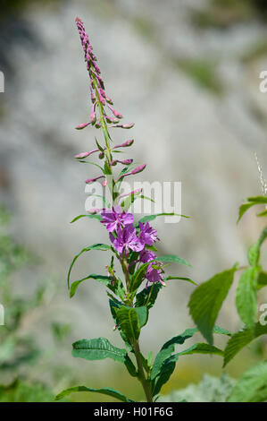 Fireweed, fioritura sally, Rosebay willow-erba, grande willow-herb (Epilobium angustifolium, Chamerion angustifolium), infiorescenza, Svizzera Foto Stock