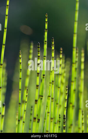 Acqua equiseto (equiseto fluviatile), germogli, Germania, BG MZ Foto Stock