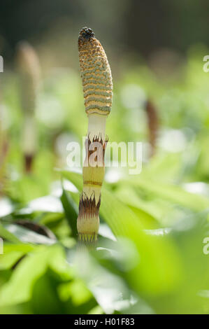 Grande equiseto (Equisetum telmateia, Equisetum telmateja, Equiseto massimo), germogliano con cono, Germania Foto Stock