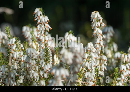 La molla di erica (Erica herbacea, Erica carnea), cultivar Springwood, fioritura, Germania Foto Stock