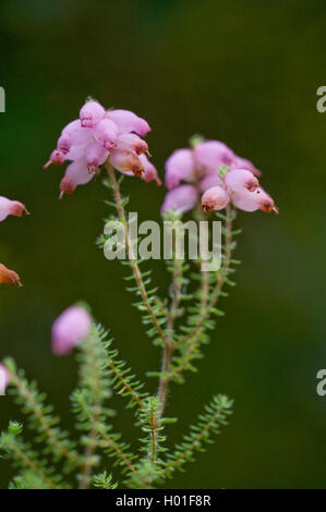 Il Dorset heath (Erica ciliaris), fioritura Foto Stock