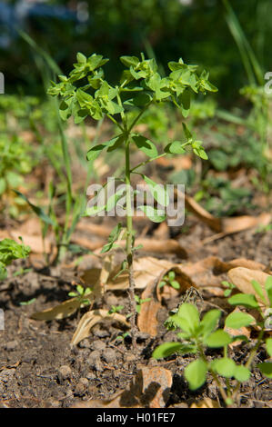 Petty (Euforbia Euphorbia peplus), fioritura, Germania Foto Stock