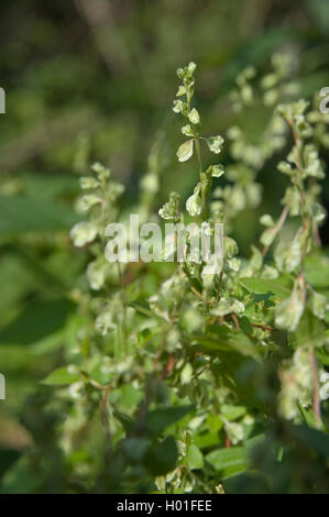 Ceduo-centinodia (Fallopia dumetorum), fioritura, Germania Foto Stock