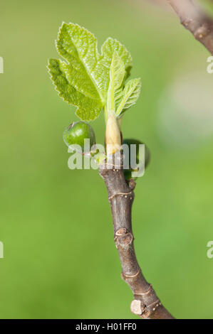 La figura commestibili, comune fig, Figtree (Ficus carica), il ramo con foglie e frutti giovani