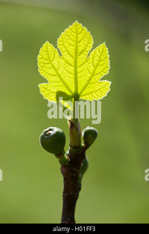 La figura commestibili, comune fig, Figtree (Ficus carica), il ramo con foglie e frutti giovani in controluce Foto Stock