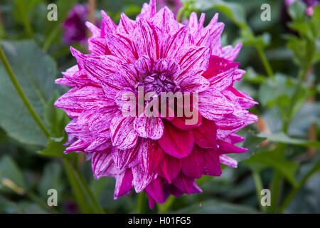 Georgina (Dahlia 'Alpen Pauline', Dahlia Alpen Pauline), cultivar Alpen Pauline Foto Stock