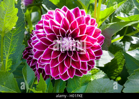 Georgina (Dahlia 'Perla viola', Dahlia perla viola), cultivar viola perla Foto Stock