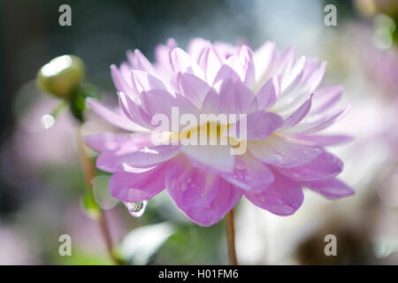 Georgina (Dahlia 'Sandia Melody", il Dahlia Sandia Melody), cultivar Sandia Melody Foto Stock