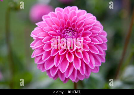 Georgina (Dahlia 'Sandra', Dahlia Sandra), cultivar Sandra Foto Stock