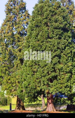 Sequoia gigante, giant redwood (Sequoiadendron giganteum), due alberi Foto Stock