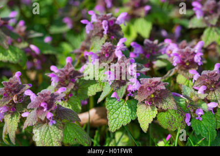 Red dead-ortica, viola deadnettle (Lamium purpureum), fioritura, Germania Foto Stock