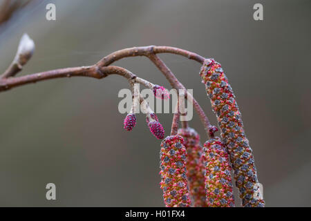 Ontani neri, ontano nero, europeo (ontano Alnus glutinosa), maschio e femmina amenti, Germania Foto Stock