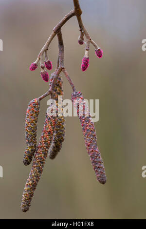 Ontani neri, ontano nero, europeo (ontano Alnus glutinosa), maschio e femmina amenti, Germania Foto Stock