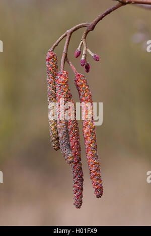 Ontani neri, ontano nero, europeo (ontano Alnus glutinosa), maschio e femmina amenti, Germania Foto Stock