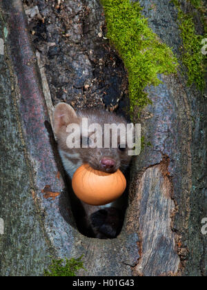 Faina, faina, petto bianco martora (Martes foina), mit di un uovo di gallina nella sua bocca, Germania Foto Stock