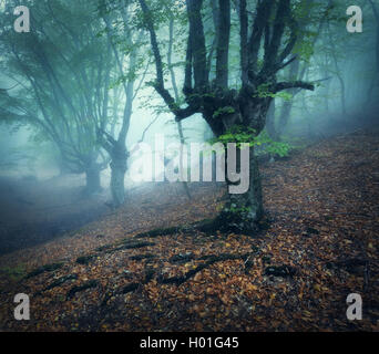 Foresta di nebbia. Mistica della foresta di autunno nella nebbia di mattina. Vecchio albero. Bel paesaggio con alberi e colorati di foglie d'arancio e Foto Stock
