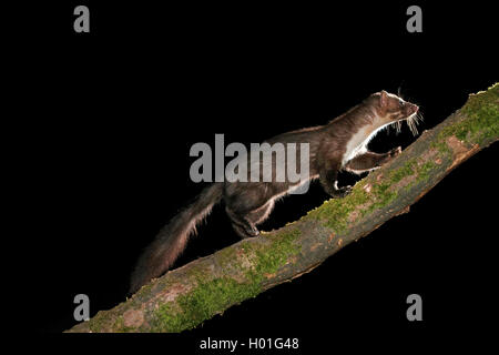 Faina, faina, petto bianco martora (Martes foina), cammina su un ramo, Germania Foto Stock