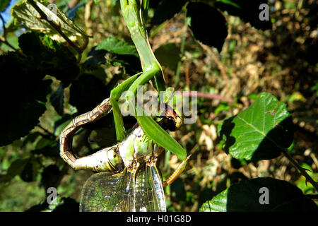 Europaeische Gottesanbeterin (mantide religiosa), frisst Libelle, Spanien | European depredavano mantis (mantide religiosa), o di alimentazione Foto Stock