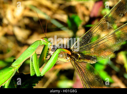 Europaeische Gottesanbeterin (mantide religiosa), frisst Libelle, Spanien | European depredavano mantis (mantide religiosa), o di alimentazione Foto Stock