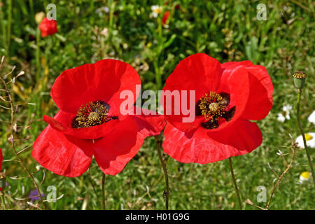 Comune di papavero, mais, papavero rosso papavero (Papaver rhoeas), due fiori di papavero, Germania Foto Stock