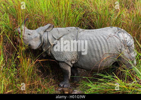 Indisches Panzernashorn, Panzernashorn, Panzer-Nashorn (Rhinoceros unicornis), beim Fressen, Indien, Assam, Nationalpa Kaziranga Foto Stock