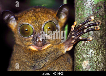 Sunda-Koboldmaki, Sundakoboldmaki (Tarsius bancanus, Cephalopachus bancanus), klammert sich un einem Baumstamm und glotzt in die Foto Stock