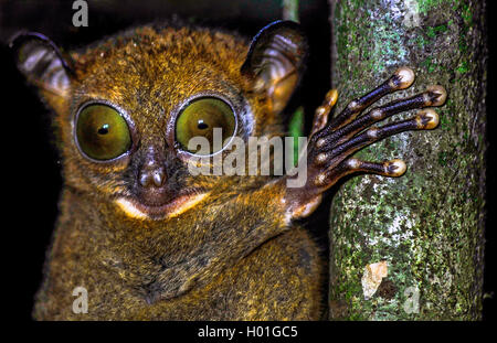 Sunda-Koboldmaki, Sundakoboldmaki (Tarsius bancanus, Cephalopachus bancanus), klammert sich un einem Baumstamm und glotzt in die Foto Stock