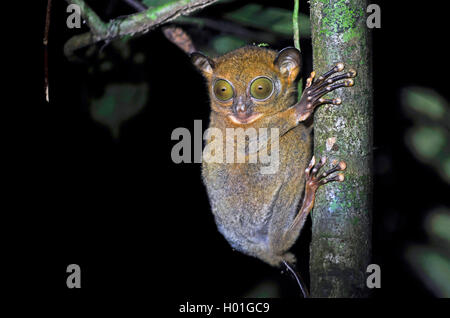 Sunda-Koboldmaki, Sundakoboldmaki (Tarsius bancanus, Cephalopachus bancanus), klammert sich un einem Baumstamm und beobachtet et Foto Stock