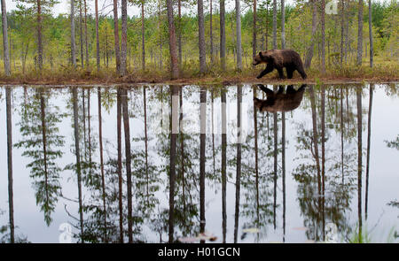 Europaeischer Braunbaer, Braunbaer, Braun-Baer (Ursus arctos arctos), in finnischer Landschaft, Finnland | European orso bruno ( Foto Stock