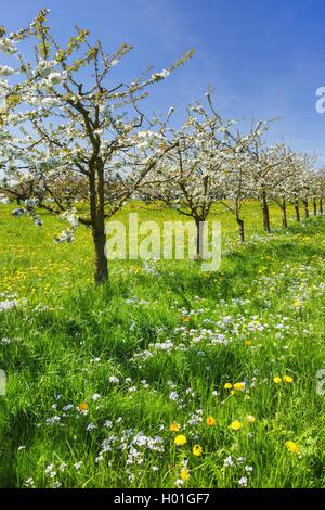 Il ciliegio, ciliegio dolce (Prunus avium), ciliegi fioriti, Svizzera Foto Stock