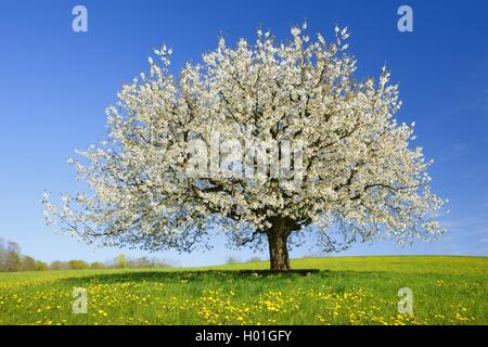 Il ciliegio, ciliegio dolce (Prunus avium), Fioritura di ciliegio, Svizzera Foto Stock