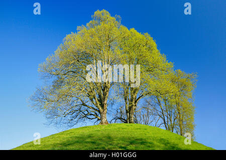 Basswood, tiglio, tiglio (Tilia spec.), fresco verde lime su una collina in primavera, Svizzera Foto Stock