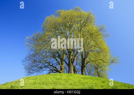 Basswood, tiglio, tiglio (Tilia spec.), fresco verde lime su una collina in primavera, Svizzera Foto Stock