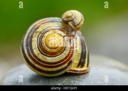 Lumachina su uno grande Cepaea nemoralis marrone-lumaca a labbro Foto Stock