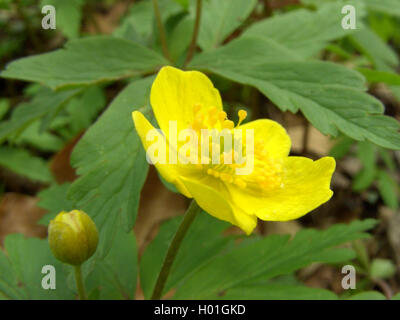 Anemone giallo, giallo legno anemone, Buttercup (anemone ranunculoides Anemone), fiore, vista laterale, in Germania, in Renania settentrionale-Vestfalia Foto Stock
