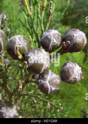 Piccolo cipresso pino (Callitris drummondii), gruppo di coni Foto Stock